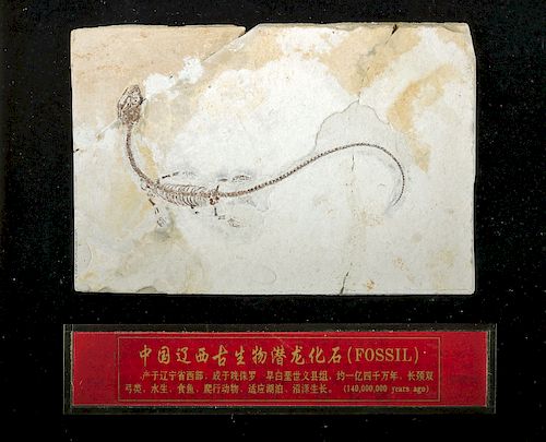 Framed Jixian Sinohydrosaurus Lingyuanensis Fossil