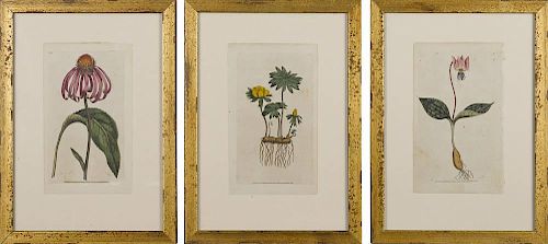 Five hand colored botanical engravings, published