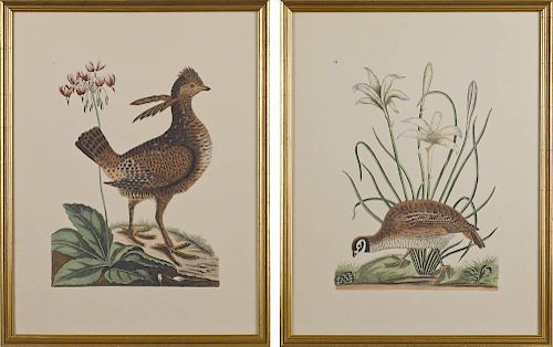 Two color bird engravings, 15'' x 10 1/2''.