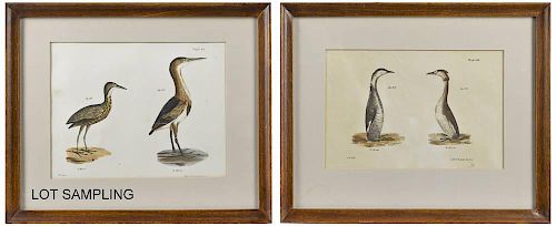Twelve colored bird lithographs from James DeKay'
