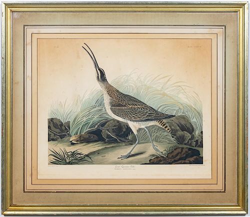 John James Audubon, "Great Esquimaux Curlew" #237