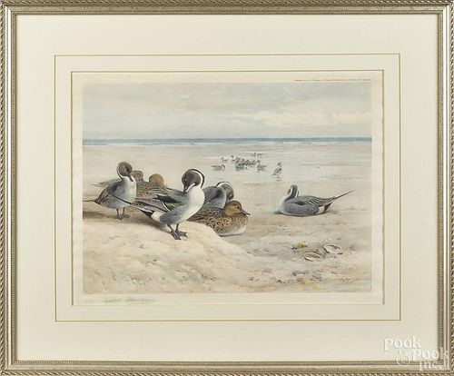 Archibald Thorburn (British 1860-1935), three pencil signed lithographs of ducks, 15 1/2'' x 11 1/2''.