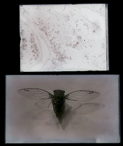 (2) Scientific Glass Negatives, Cicada, Bone