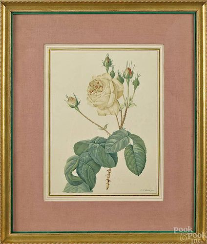 Two engraved botanicals, early 20th c., 18 1/2'' x