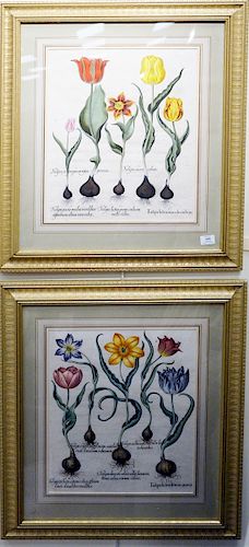 Pair of Basilius Besler (1561 - 1629), tulip lutca lituris aureus, tulipa lutea maculis rubens, hand colored botanical flower engravings. sight size: 