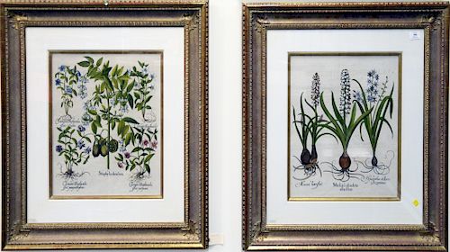 Set of Four Basilius Besler (1561 - 1629), hand colored botanical flower, engravings, "Staph Londendron", "Muscari Obsoleto Albo Flore", "Epipactis La