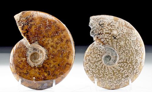 Lot of 2 Opalized Ammonite Fossils