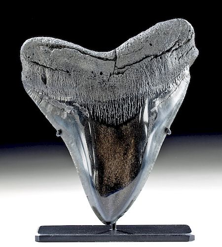 Large & Gorgeous Fossilized Megalodon Tooth