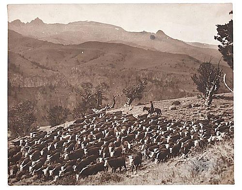 Charles J. Belden Photograph of a Cowboy Herding Cattle 