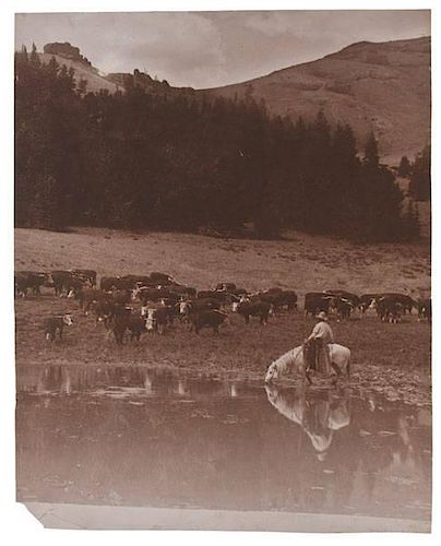 Charles J. Belden Photograph of a Cowboy on Horseback, Tending Cattle 