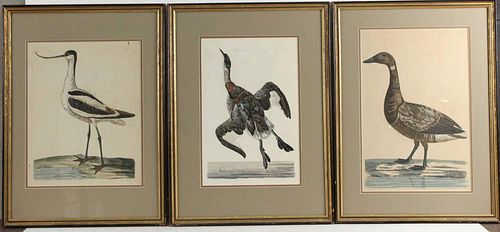 Set of Three P. Mazell Avian Engravings, American