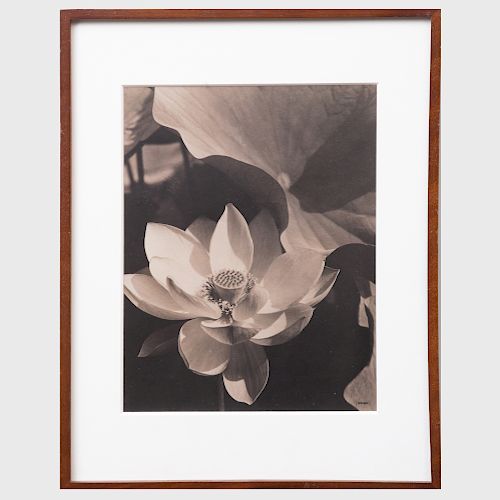 After Edward Steichen (1879-1973): Lotus