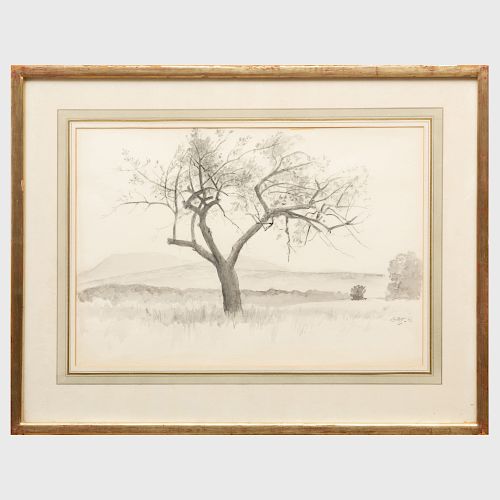 Edward Barnard Lintott (1875-1951): Untitled (Tree)