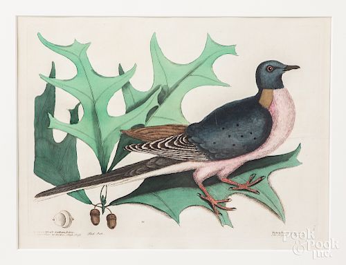 Mark Catesby colored engraving