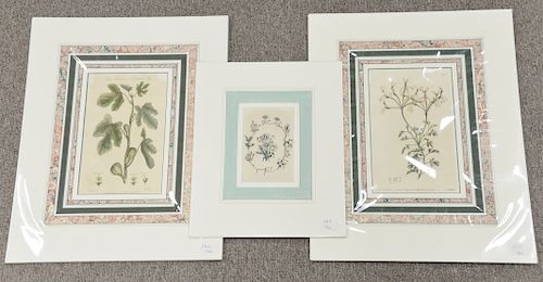 Group of seventeen unframed matted botanical colored engraving to include Henderson, J. Watts, Thornton, etc. sight size 4 3/4" x 3 1/2", to sight siz