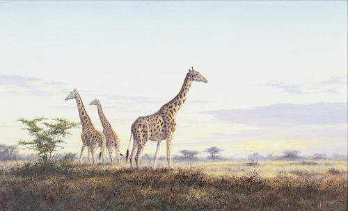 Rob O'Meara (20th century) Giraffes 