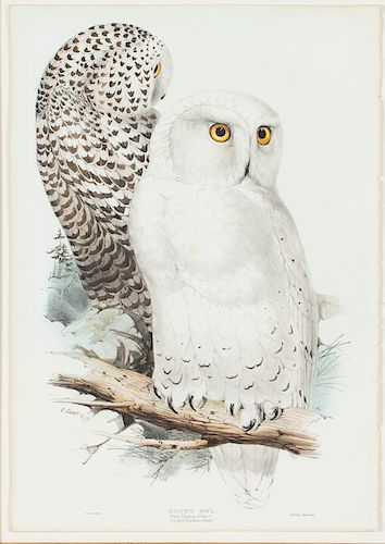 Edward Lear (1812-1888) and John Gould (1804-1881) Snowy Owl 