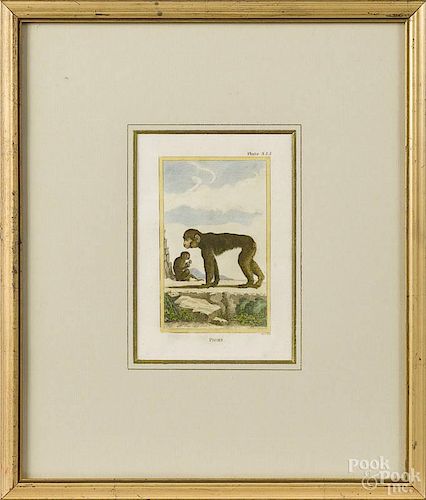 Set of five color engravings of monkeys, 19th c., by Warner, 5'' x 3 1/4''.