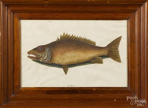 Color engraving of a fish, 18th c., 9 1/2'' x 15 1/2''.