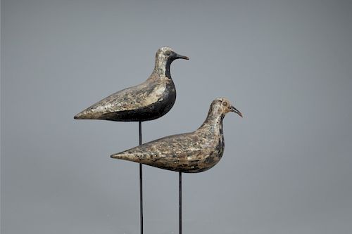 Plover Pair, Coffin Family