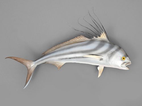 Roosterfish Full Mount, Trophy Fish