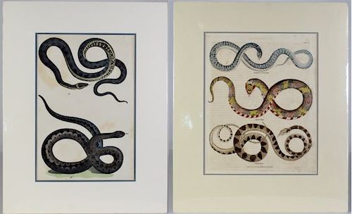 Two (2) Hand-Colored Engravings of Snakes 1800's