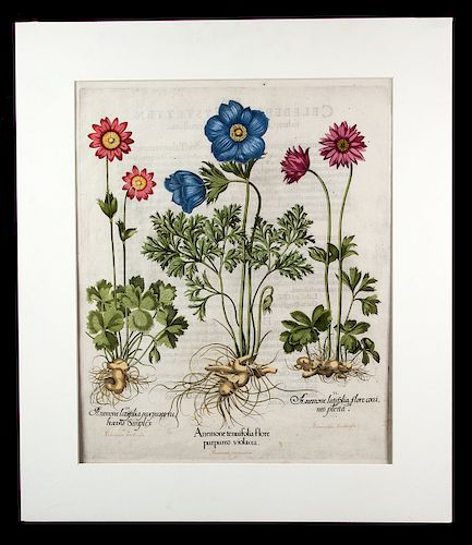 1st Edition Besler Hand Colored Engraving - 1613