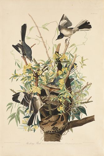 JOHN JAMES AUDUBON (American 1785-1851) AN ELEPHANT FOLIO PRINT, "Mocking Bird(Turdus Polygluttus)," 1827-1838,