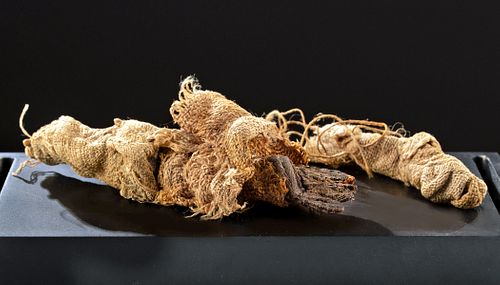Rare Egyptian Mummified Baby Crocodile Bundle w/ X-Ray