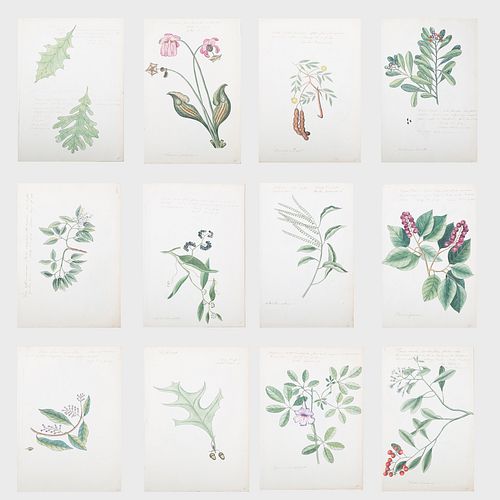 English School: Botanical Sketchbook Pages: Twelve Watercolors