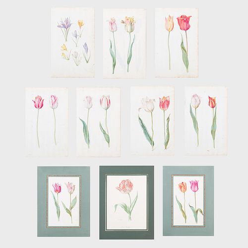 European School: Tulips and Crocus: Nine Watercolors