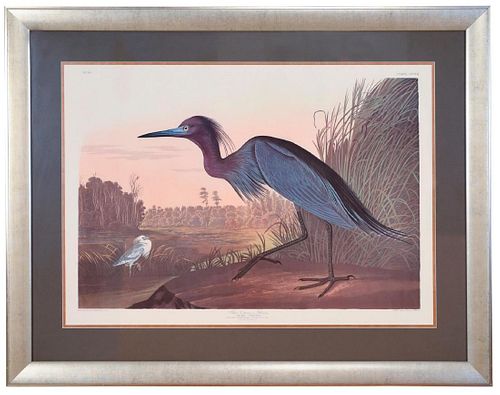 Audubon Print Blue Heron Amsterdam Edition