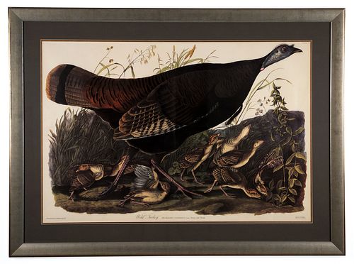 Audubon Print Wild Turkey Amsterdam Edition