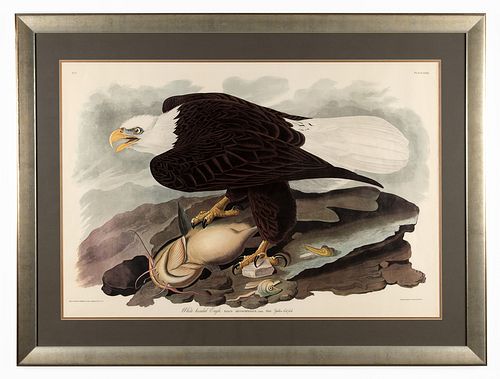Audubon Print White Headed Eagle w/Catfish Amsterd
