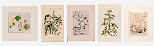 A Group of Botanical Watercolor Studies and Engravings by Various Artists, 18th/19th/20th Century,