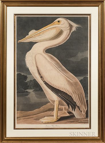 Audubon, John James (1785-1851),   American White Pelican
