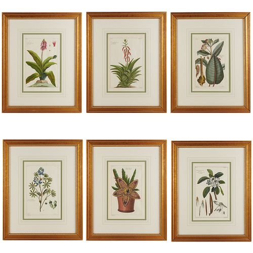 (6) Pierre Buc'hoz (attrib.), botanical engravings