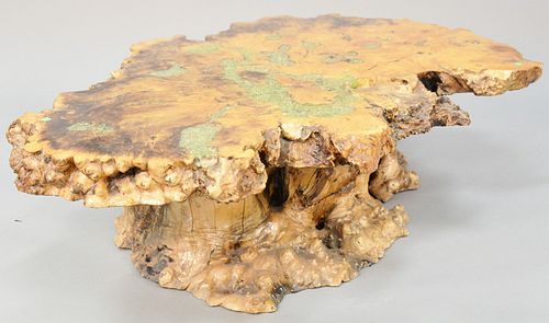 Modern root wood coffee table, 16" h., top 40" x 57".