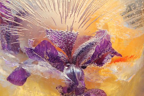 MARY KOCOL, Bold Purple Iris