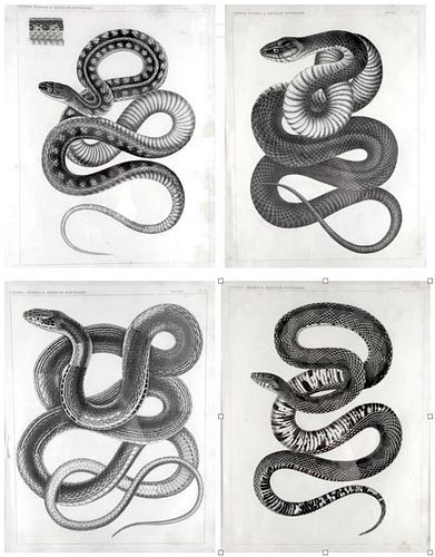 Emory's Report, Four Framed Reptile Lithographs