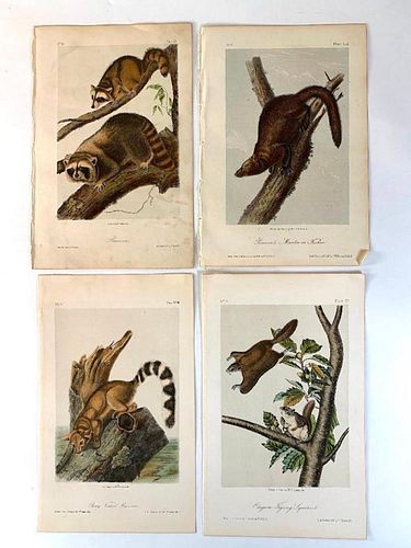 Four Plates by John James Audubon; Raccoon, Pennants
