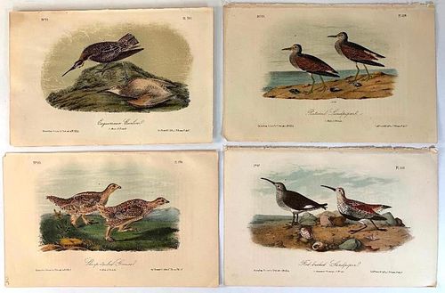Four Audubon Bird Plates; Sharp-tailed Grouse, Pectoral