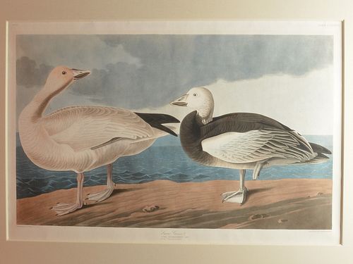 Original aquatint engraving, John James Audubon (1785-1851), PL 381 - Snow Goose.
