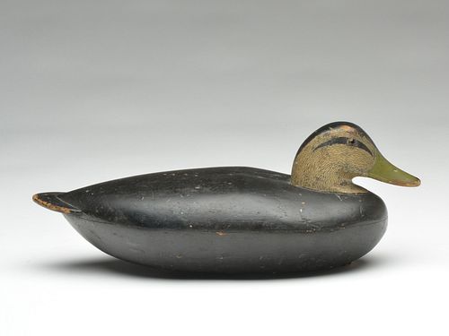 Very rare hollow carved black duck, Albert Laing, Stratford, Connecticut, 3rd quarter 19th century.