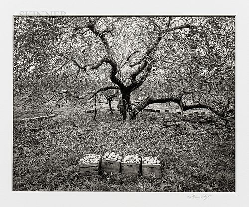 William Clift (American, b. 1944)      Old Rhode Island Greening Apple Tree, New York