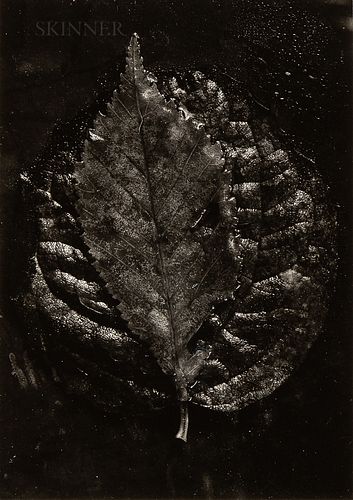 Joseph Sudek (Czech, 1896-1976)      Two Wet Leaves
