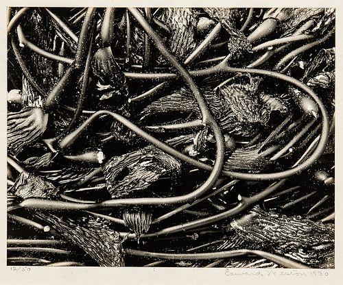 Edward Weston (American, 1886-1958)      Kelp