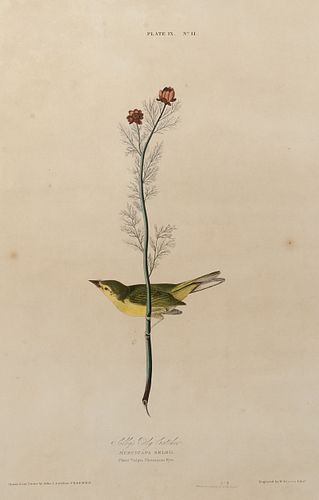AUDUBON, John James (1785-1851).
Selby's Fly Catcher (Plate IX) 
Muscicapa Selbii
