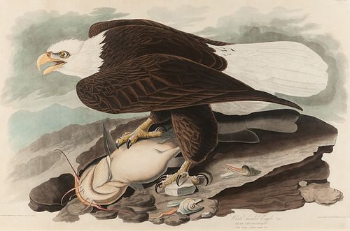 AUDUBON, John James (1785-1851).
White-Headed Eagle (Plate 31)
Falco leucocephalus