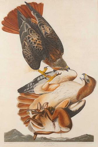 AUDUBON, John James (1785-1851).Red Tailed Hawk [(Plate LI)]
Falco boreali